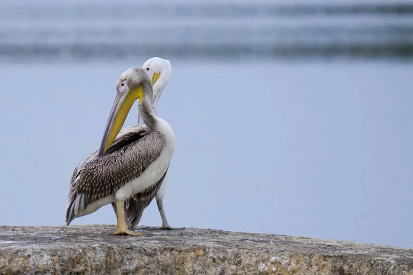 Detailní Záběr Dvou Pelikánů Stojících Kameni Rozmazaným Pozadím — Stock fotografie