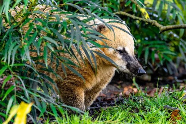 Uma Foto Close Sul Americano Coati Ring Tailed Coati — Fotografia de Stock