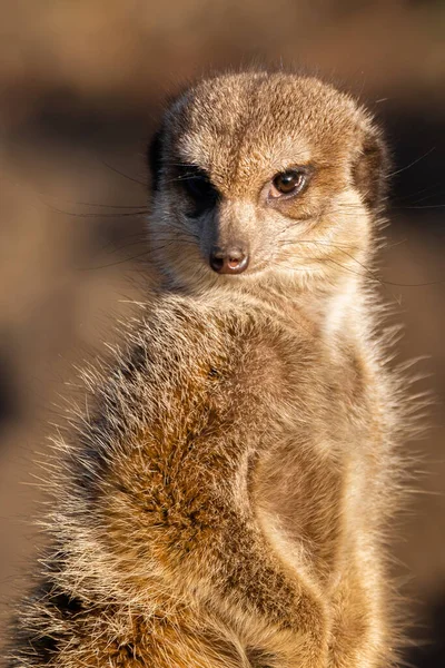 Close Vertical Meerkat Bonito — Fotografia de Stock