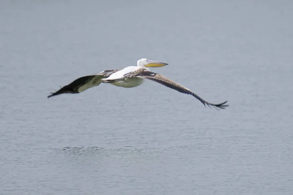 Zbliżenie Pięknego Pelikana Lecącego Pobliżu Oceanu — Zdjęcie stockowe