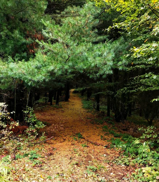 Uma Bela Vista Uma Floresta Outono Com Pinheiros — Fotografia de Stock