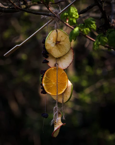 Eine Vertikale Aufnahme Einiger Getrockneter Früchte Die Einem Baum Einem — Stockfoto