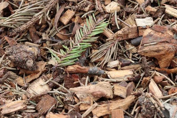 Sebuah Gambar Closeup Ranting Pinus Kayu Chip Lantai — Stok Foto