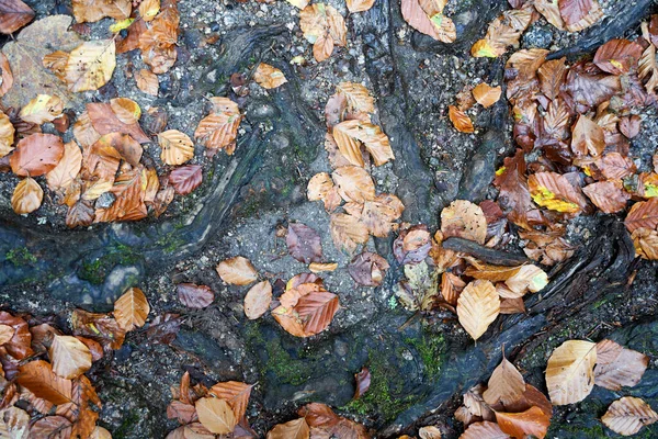 Closeup Shot Yellow Half Dried Autumn Leaves Wet Ground — Stock Photo, Image