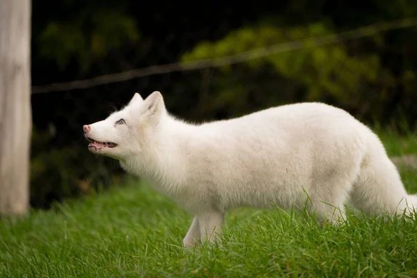 Closeup Shot Beautiful White Polar Fox — Stock Photo, Image