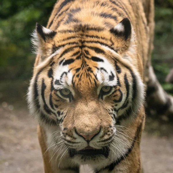 Närbild Vacker Tiger Som Går Vildmarken — Stockfoto