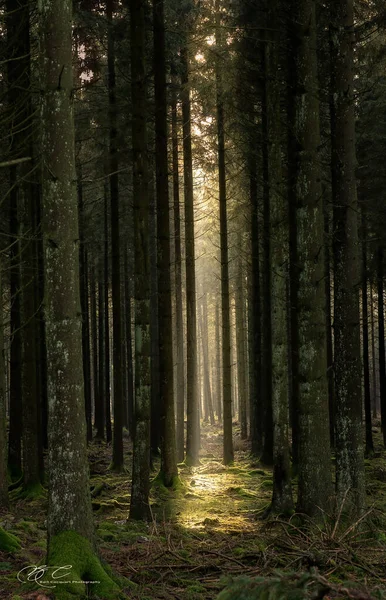 Μια Ακτίνα Φωτός Διαπερνά Ένα Πυκνό Δάσος — Φωτογραφία Αρχείου