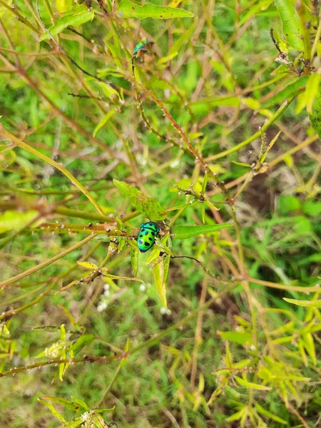 Yeşil Bitki Yaprakları Üzerinde Yeşil Bir Mücevher Böceği — Stok fotoğraf