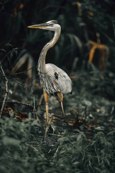 Vertical Shot Great Blue Heron Dried Branches Leaves Blurry Background — 图库照片