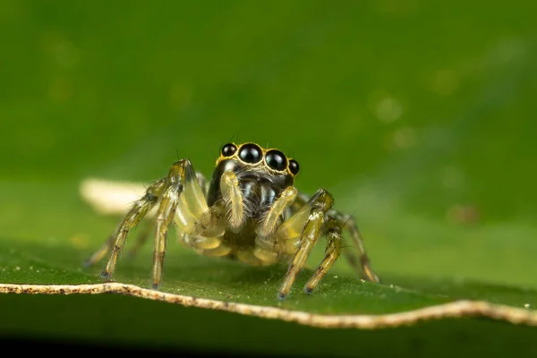 Yeşil Yaprağın Üzerinde Bir Örümceğin Yakın Plan Fotoğrafı — Stok fotoğraf