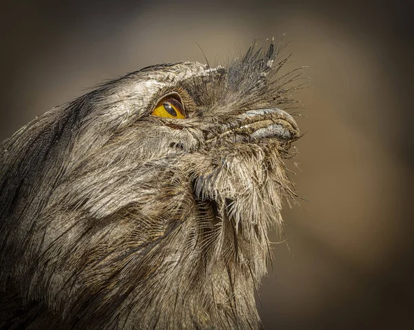 Closeup Shot Fluffy Brown Owl Face — Foto Stock