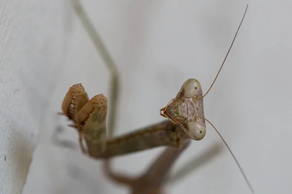 Closeup Praying Mantis Looking Camera — 스톡 사진