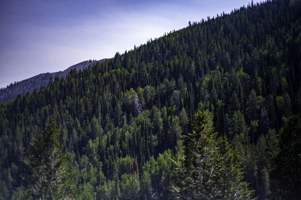 青空の下の森林の山々の風景 — ストック写真