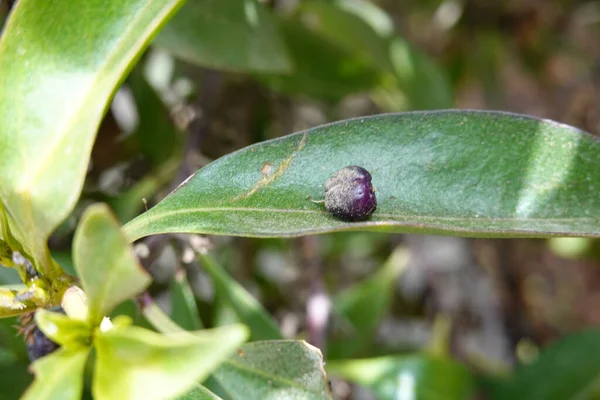 Closeup Small Blackberry Green Plant Leaf Garden — Stockfoto