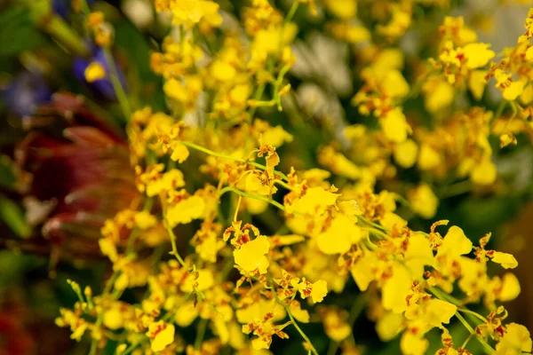 Detailní Záběr Žlutých Květin Zahradě Během Dne — Stock fotografie
