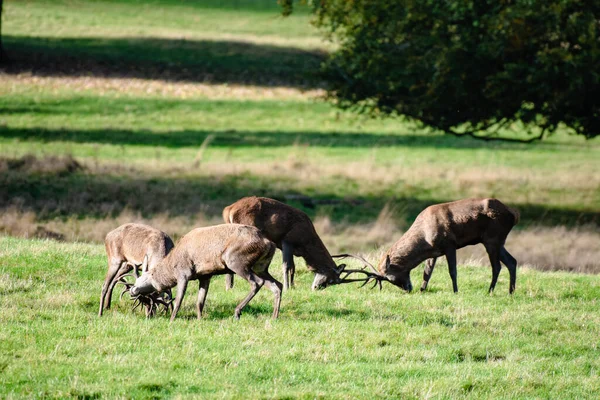 Scenic View Elks Fighting Field — стоковое фото