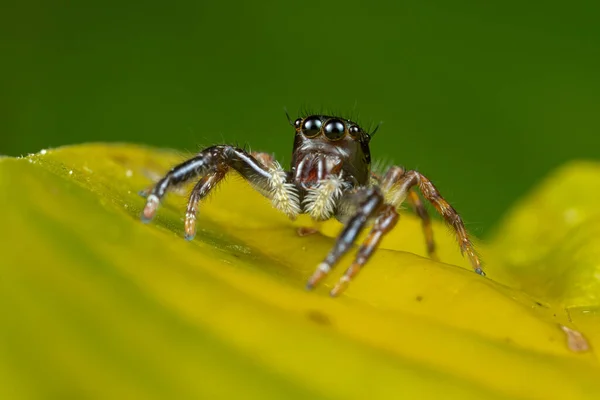 Closeup Shot Spider Yellow Leaf — стоковое фото