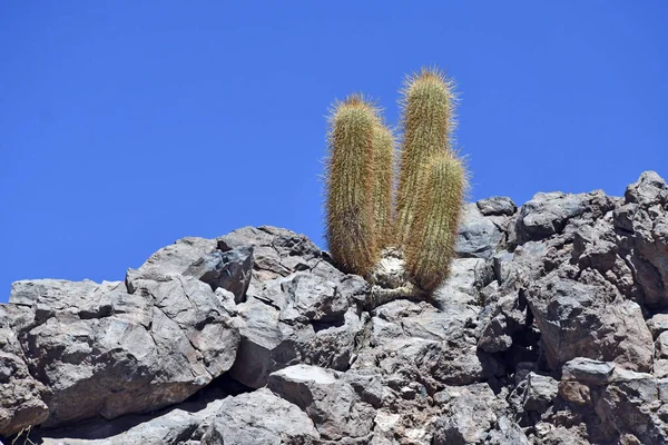 Низький Кут Зроблений Кактусів Пустелі Атакама Чилі — стокове фото