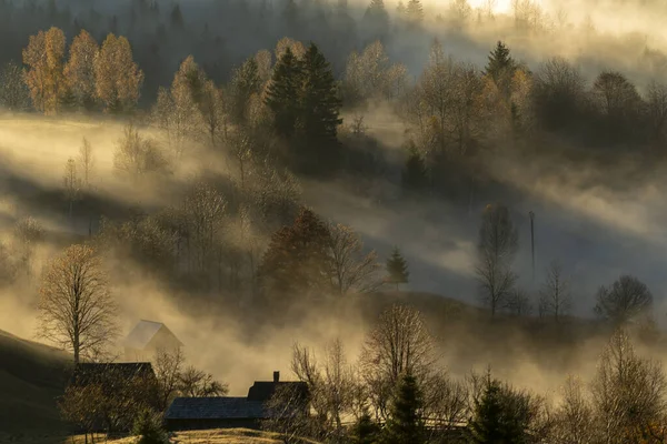 Όμορφη Θέα Του Δάσους Που Καλύπτεται Ομίχλη — Φωτογραφία Αρχείου