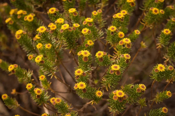 Closeup Shot Blooming Yellow Coltsfoot Flowers — Stock Photo, Image