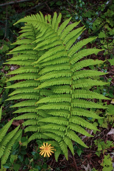 Top View Growing Fern Mossy Forest — Stock Photo, Image