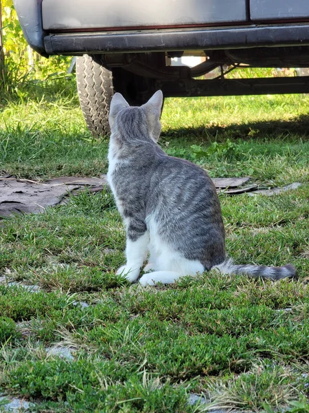 Striped Gray Cat Green Field — Stock Photo, Image