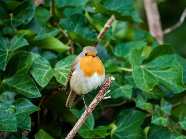 Una Hermosa Rotkehlchen Encaramada Árbol Primavera —  Fotos de Stock