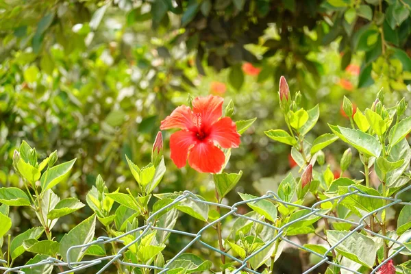 Красивый Красный Цветок Хибискуса Саду Над Металлическим Забором Саду — стоковое фото