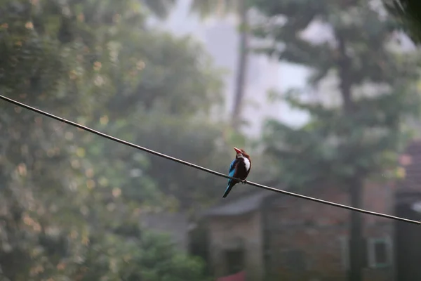 White Throated Kingfisher Sitting Wire — Stockfoto