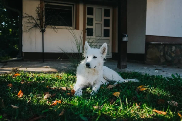 一只可爱的白狗躺在花园里 — 图库照片