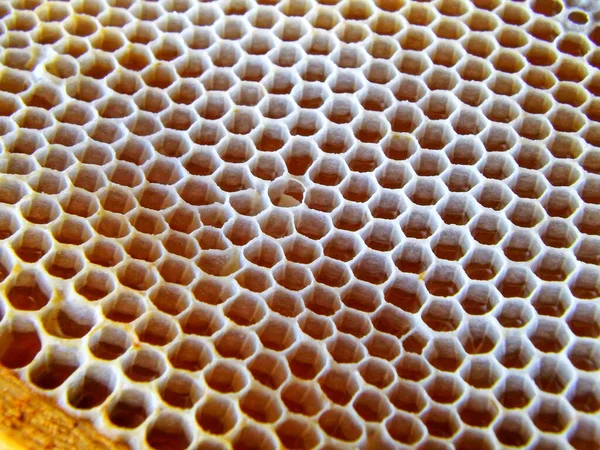 Close Shot Golden Honeycomb — Fotografia de Stock