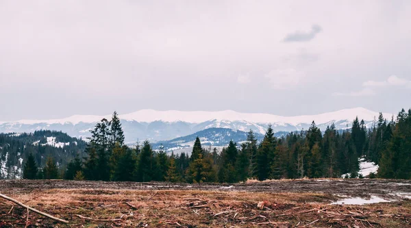 Der Atemberaubende Panoramablick Auf Einen Wald — Stockfoto