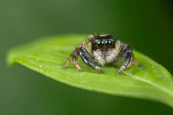 Nahaufnahme Einer Spinne Auf Dem Grünen Blatt — Stockfoto