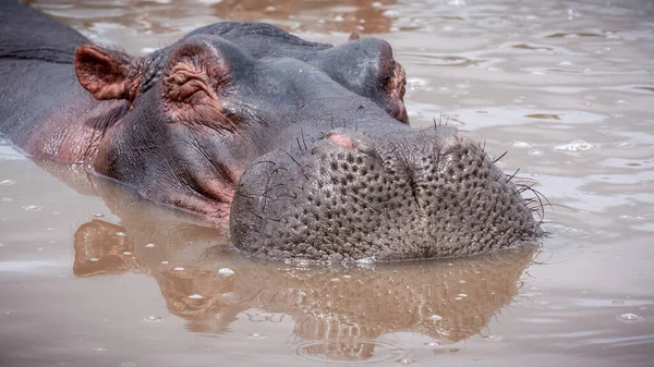 Gros Plan Hippopotame Dans Étang Sale Sous Lumière Soleil Tanzanie — Photo