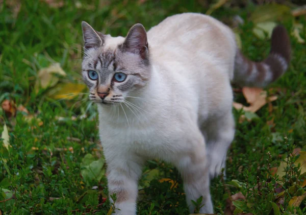 Närbild Söt Blåögd Katt Som Går Gräset — Stockfoto