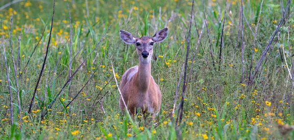 Beau Cerf Tacheté Sur Une Prairie — Photo