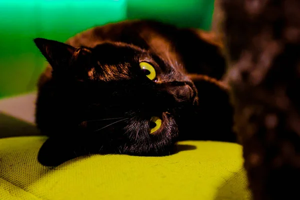 Egy Közeli Felvétel Egy Zöld Szemű Fekete Macskáról — Stock Fotó