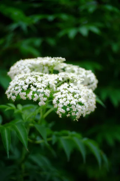 Pionowy Makro Strzał Białych Kwiatów Bzu Czarnego Zielonych Liści — Zdjęcie stockowe