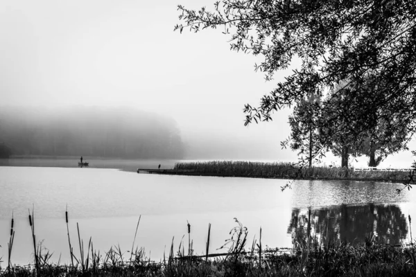 Gråskala Bild Ett Träd Kusten Den Lugna Sjön Vatten Dimmig — Stockfoto