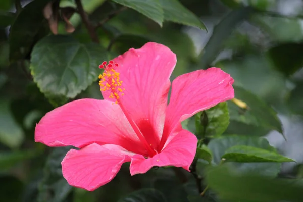 Una Delicata Rosa Cinese Che Sboccia Nel Giardino — Foto Stock