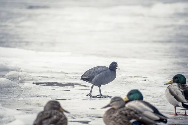 Beautiful Shot Water Birds Ice Neris River Lithuania — стоковое фото