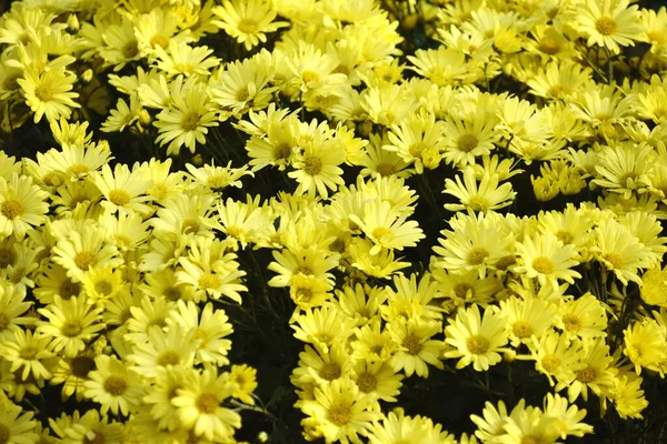 Primer Plano Hermosas Flores Crisantemo Amarillo Creciendo Jardín —  Fotos de Stock