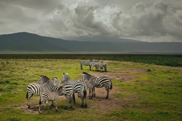 Oslnění Zebry Pasoucí Poli Pod Zataženou Oblohou Tanzanii — Stock fotografie