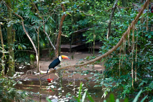 Oiseau Toucan Perché Sur Branche Arbre Dans Jungle — Photo