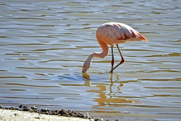 Uma Bela Foto Flamingo Bebendo Água Lago — Fotografia de Stock