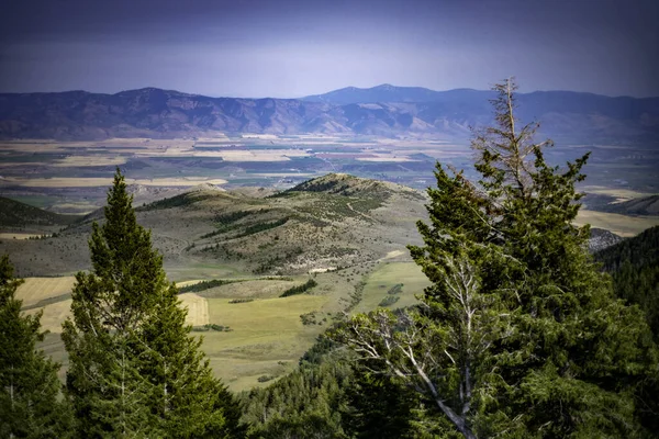 Πράσινα Έλατα Που Φυτρώνουν Στα Βουνά Όμορφη Θέα Στους Καταπράσινους — Φωτογραφία Αρχείου
