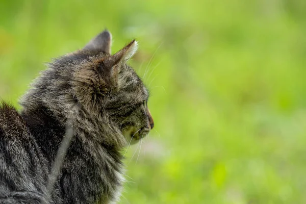 Close Shot Cute Cat Marble Color Huddled Sitting Green Grass — Stockfoto