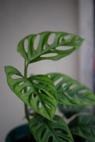 A vertical shot of a Swiss cheese plant in a pot indoors