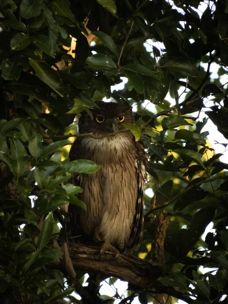 Vertical Shot Beautiful Owl Yellow Eyes Tree — Fotografia de Stock