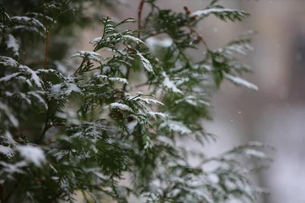 Primo Piano Rami Abete Ricoperti Neve Nella Foresta Una Fredda — Foto Stock